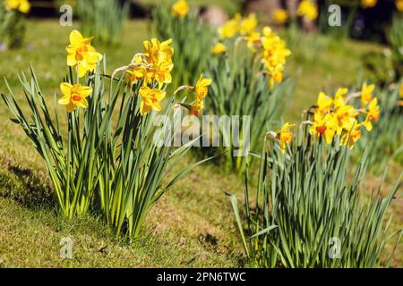 Narcisi che crescono in erba Foto Stock