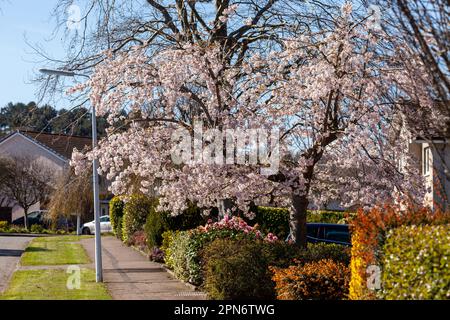 Un bel ciliegio in un giardino di fronte a Fife Foto Stock