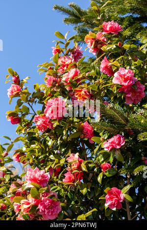 Camellia japonica, conosciuta come camellia comune, o camellia giapponese, è una specie di camellia Foto Stock