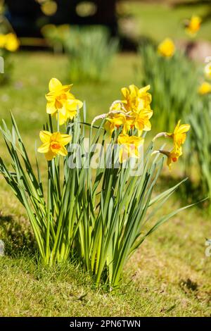 Narcisi che crescono in erba Foto Stock