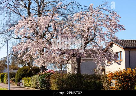 A beautiful cherry tree in a front garden in Fife Foto Stock