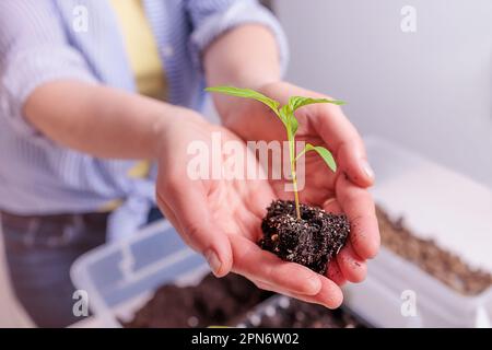 piccolo germoglio nelle palme primo piano Foto Stock
