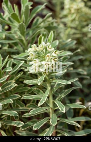 Euphorbia characias Silver Swan Foto Stock