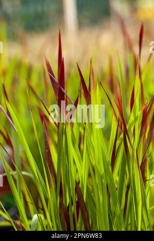 mperata cylindrica comunemente conosciuta come crogongrass Foto Stock