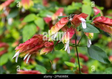 La Justicia brandegeana, conosciuta anche come pianta di gamberi, è un arbusto tropicale sempreverde con bracche da rosse a rosa e fiori bianchi che assomigliano ai gamberi Foto Stock