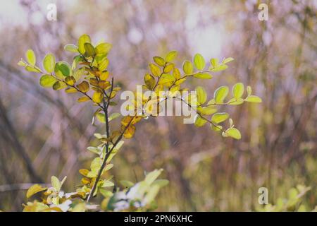 Jujube o Boroi pieno di piccole foglie Foto Stock