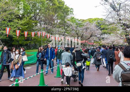 Aprile 2023 Ueno Park Tokyo, persone che camminano attraverso Ueno Park per vedere i fiori di ciliegi in fiore, Tokyo, Giappone, Asia Foto Stock