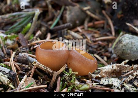 Fungo non commestibile Dumontinia tuberosa negli aghi. Conosciuta come Anemone Cup. Piccoli funghi selvatici castani nella foresta di abeti. Foto Stock