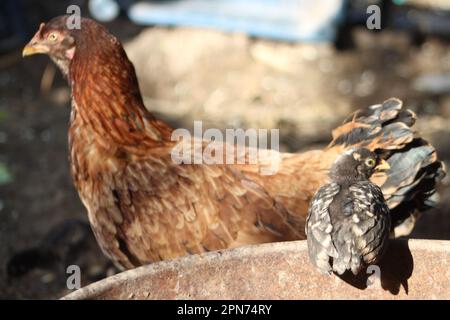 Cazzo nero arroccato in hencoop. Fuoco selettivo sul pulcino nero, sfocato sul pollo marrone sotto il tramonto in estate. Foto Stock