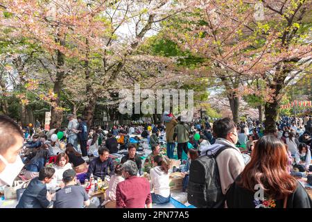 Aprile 2023, Ueno Park nella città di Taito Tokyo, fondata nel 1873, pic-nic giapponese e sedersi a vedere hanami la fioritura dei ciliegi nel parco, Giappone Foto Stock