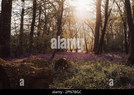 Bluebells nel bosco Foto Stock