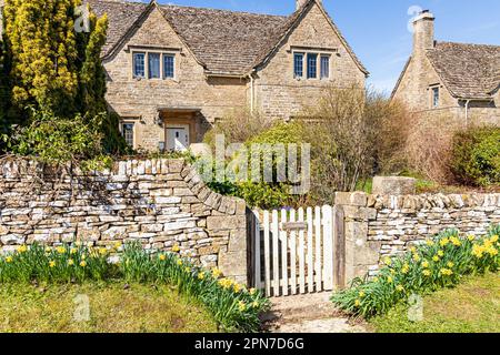 Daffodils in primavera fuori Tudor Cottage nel villaggio Cotswold di Miserden, Gloucestershire Regno Unito Foto Stock