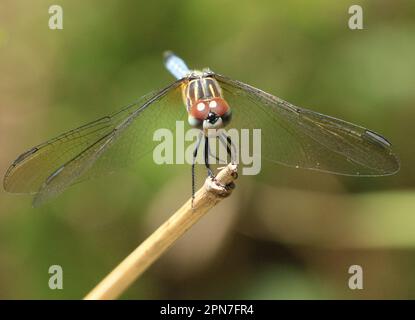 Un primo piano di un comune baratto su una punta di pianta Sympetrum striolatum. Foto Stock