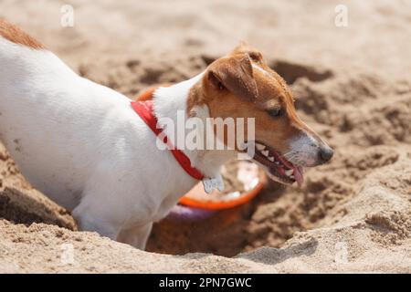 Jack Russell cane scavare sabbia sulla spiaggia in estate. Divertente giovane animale domestico che si diverte sul mare Foto Stock