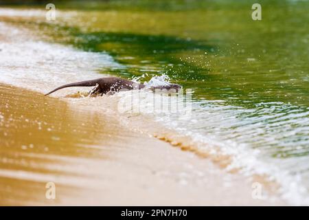 Una lontra maschio liscia rivestita fa un tuffo mentre ritorna al mare dopo essersi esteso sulla spiaggia, Singapore Foto Stock