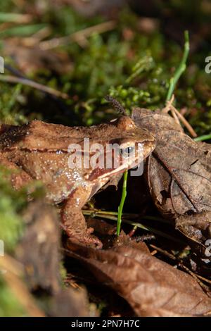 foto rospo seduto sul muschio nelle foglie nella foresta Foto Stock