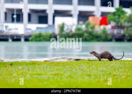 Una lontra maschio liscia e rivestita scuote l'acqua dalla sua pelliccia, Singapore Foto Stock