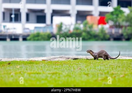 Una lontra maschio liscia che si estende lungo la costa, Singapore Foto Stock