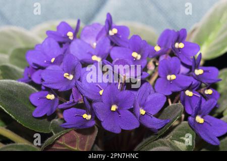 Viola africano in vaso. Saintpaulia ionantha isolato su sfondo bianco. Foto Stock