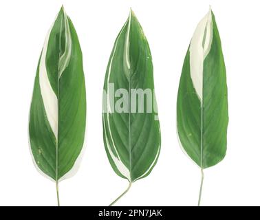 Dieffenbachia foglia (canna da zucchero) isolato su sfondo bianco Foto Stock