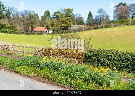 Narcisi che crescono nella corsia accanto a Whiteway Colony, una comunità residenziale nelle Cotswolds vicino a Miserden, Stroud, Gloucestershire, Inghilterra UK Foto Stock