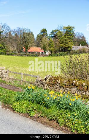Narcisi che crescono nella corsia accanto a Whiteway Colony, una comunità residenziale nelle Cotswolds vicino a Miserden, Stroud, Gloucestershire, Inghilterra UK Foto Stock