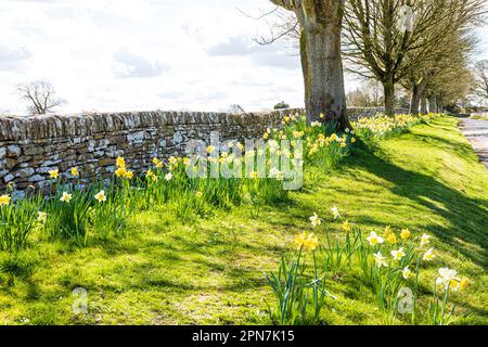 Daffodils in primavera accanto alla corsia che porta nel villaggio Cotswold di Miserden, Gloucestershire, Inghilterra UK Foto Stock