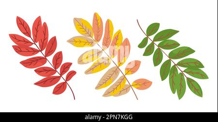 Rowan lascia cambiare il set di illustrazioni vettoriali a colori Illustrazione Vettoriale