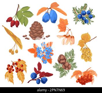 Set di illustrazioni vettoriali piatti di frutti d'autunno stagionali Illustrazione Vettoriale