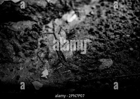 Punta di freccia dell'uccello indiano nativo in letto di ruscello Foto Stock