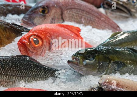 Madrid, Spagna. 17th Apr, 2023. 36th Gourmets Salon. Pesce Serpesca. IFEMA, Madrid, Spagna. Credit: EnriquePSans/Alamy Live News Foto Stock