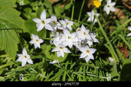 Ipheion uniflorum, o Spring Starflower, in fiore Foto Stock