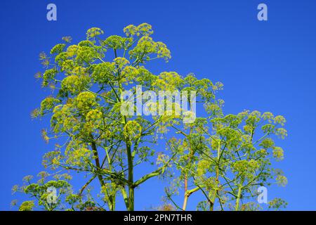 Finocchio, Foeniculum vulgare, in coltura selvaggia, Repubblica di Cipro Foto Stock