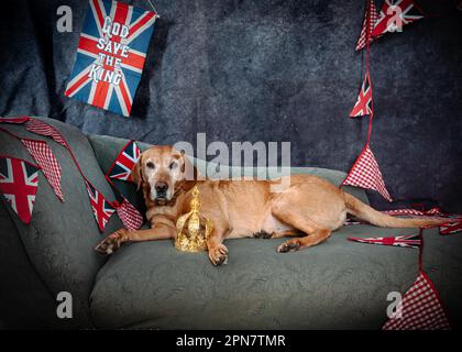 Una volpe rossa labrador con una corona reale sdraiata su una chaise longue con Union Jack che si accosta dietro. Foto Stock