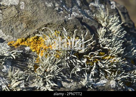 Lichen su una roccia 3710 Foto Stock