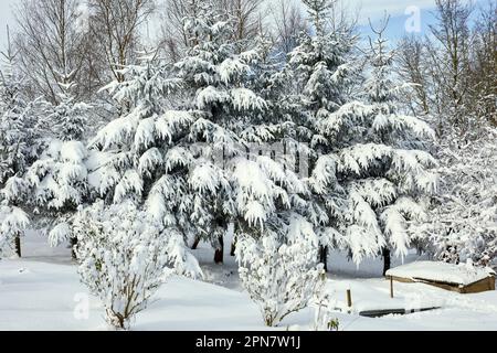 Gli alberi di abete la mattina dopo la neve di notte pesante su piccolo brughiera a 900ft nello Yorkshire del nord Foto Stock