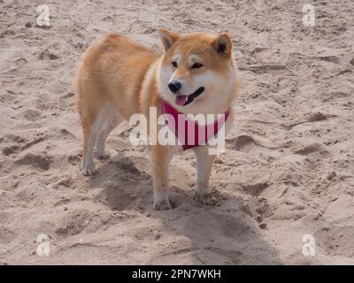 Shiba Inu cucciolo e il suo amico a strisce gattino Foto Stock