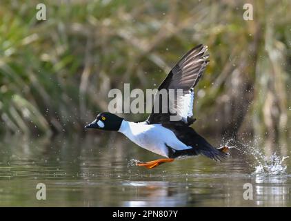 Kersdorf, Germania. 05th Apr, 2023. Un Goldeneye comune (maschio, Bucephala clangula) nella riserva naturale Kersdorfer See nel distretto di Oder-Spree del Brandeburgo orientale. Credit: Patrick Pleul/dpa/Alamy Live News Foto Stock