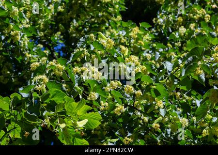 Fiore giallo di tiglio di Tilia cordata lime a foglia piccola, fiori di tiglio a foglia piccola o fiore di tiglio a foglia piccola, primo piano del banner. Botanica bloomi Foto Stock