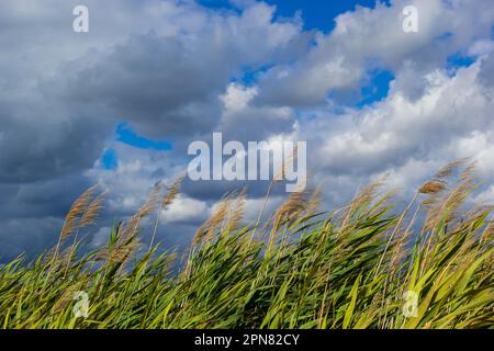 Comune canna Phragmites australis. Ispessimenti di morbidi tronchi secchi di canna comune sullo sfondo del cielo blu autunnale. Primo piano. Concetto di natura per des Foto Stock