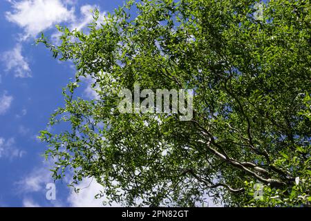 Draghi artiglio rami salice con nuove foglie e fiori contro il cielo blu - nome latino - Salix matsudana tortuosa. Foto Stock