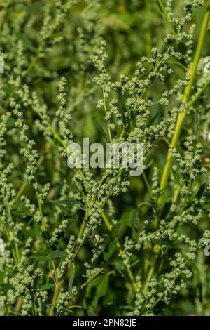 L'album Chenopodium è un tipo di album annuale grigio-verde erbaceo, coperto da piante grigiastre in polvere della famiglia delle Lobodacee. Foto Stock