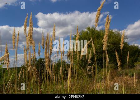 Calamagrostis epigejos è una pianta erbacea perenne della famiglia delle gambe snelle con un rizoma lungo e strisciante. Foto Stock