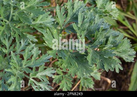 Artemisia absinthium è una pianta perenne della famiglia delle Aster. Medicinale, cibo, phytoncide, olio essenziale, colorante, cultur tannino-portante e insetticida Foto Stock