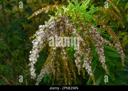 Panicole gialle di fiori Solidago nel mese di agosto. Solidago canadensis, conosciuto come baccalà canadese o baccalà canadese, è una pianta perenne erbacea Foto Stock