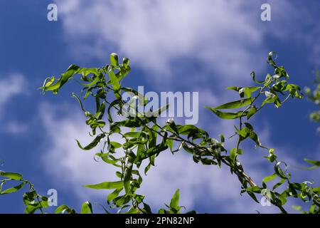 Draghi artiglio rami salice con nuove foglie e fiori contro il cielo blu - nome latino - Salix matsudana tortuosa. Foto Stock