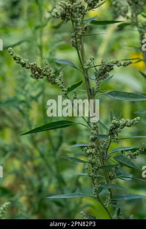 L'album Chenopodium è un tipo di album annuale grigio-verde erbaceo, coperto da piante grigiastre in polvere della famiglia delle Lobodacee. Foto Stock