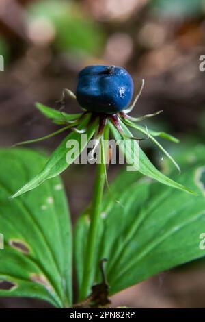 Quadrifolia di Parigi. Una pianta velenosa, può anche essere usata come pianta medicinale. Foto Stock