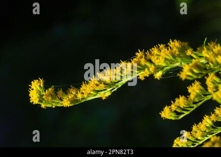 Solidago canadensis Canada goldenrod fiori gialli primo piano. Foto Stock