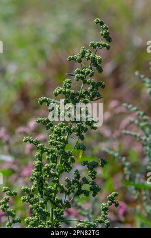 L'album Chenopodium è un tipo di album annuale grigio-verde erbaceo, coperto da piante grigiastre in polvere della famiglia delle Lobodacee. Foto Stock